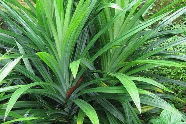 Sử dụng lá dứa để khử mùi xe ô tô mới